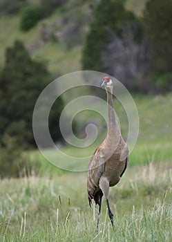 Startled Sandhill Crane Standing in a Field Facing the Camera