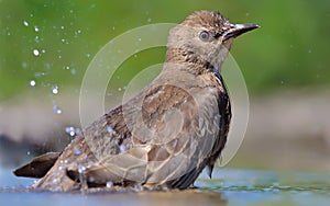 Startled young Common starling bathes with a lot of splashes