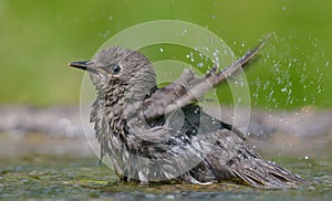 Startled young Common starling bathing with splashes and great emotions