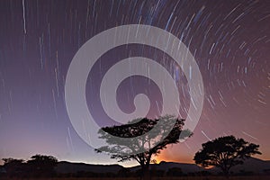 Startrail and acacia trees