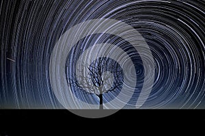 Startrails and an alone tree