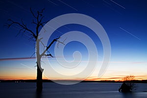 Startrails around Old tree in lake