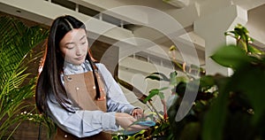 Startup business concept. Portrait of charming young Korean woman owner standing wearing apron behind counter dusting