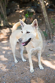 Starve dog in rural