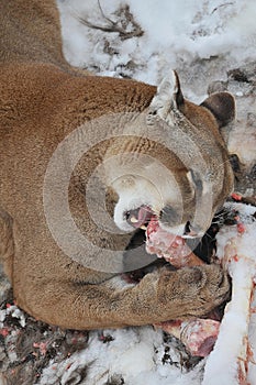 Starved cougar photo