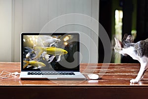 Starving cat staring the image of fishes in laptop with dazzled doubt