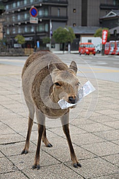 A starving deer on Miyajima island