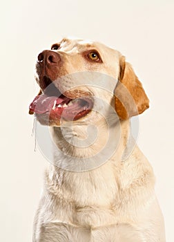 Starving dog drooling