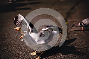 	A starving seagull being fed with eyes full of rage as it grabs a loaf of bread. Greed violent gull fighting for survival