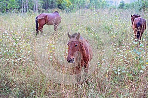 Skinny Wild Brumby Horses Grazing In Weeds photo