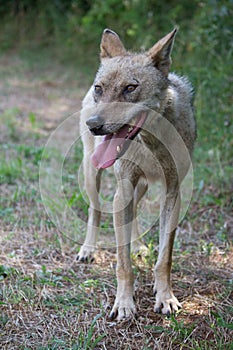 A starving wolf