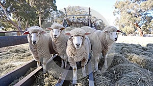 State of the art sheep shearing technology showcased on a vast and modern sheep production farm