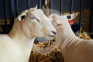 State Fair Sheep