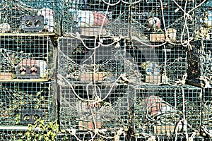 State mine professional lobster fishing cages