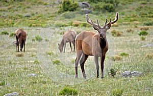 Stately Bull Elk