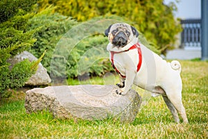 A stately dog pug in a red collar is standing on a stone in the green grass