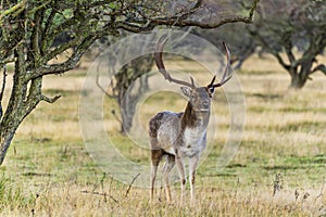 A stately male fallow deer with beautiful antlers looks straight into the lens in the Amsterdamse Waterleidingduinen park near Vog