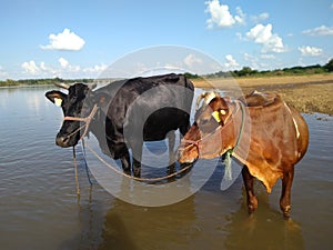 Stately Ox: Majestic Presence in Black and Brown