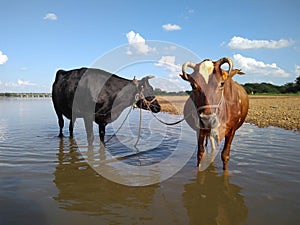 Stately Ox: Majestic Presence in Black and Brown