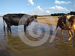 Stately Ox: Majestic Presence in Black and Brown