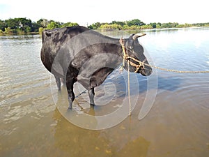 Stately Ox: Majestic Presence in Black and Brown