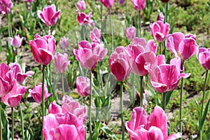 Stately pink tulips