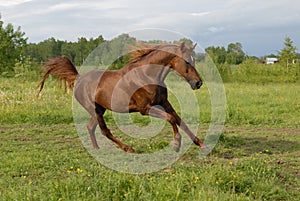 Stately red arabian horse gallop's