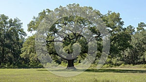 Stately Southern Live Oak near Charleston, SC - Quercus Virginiana