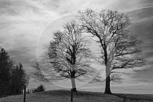 Stately Trees in a pasture