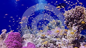 Static video, coral reef in the Red Sea, Abu Dub. Beautiful underwater landscape with tropical fish and corals