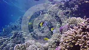 Static video, coral reef in the Red Sea, Abu Dub. Beautiful underwater landscape with tropical fish and corals.