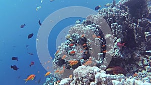 Static video, coral reef in the Red Sea, Abu Dub. Beautiful underwater landscape with tropical fish and corals.
