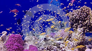 Static video, coral reef in the Red Sea, Abu Dub. Beautiful underwater landscape with tropical fish and corals. Life coral reef.