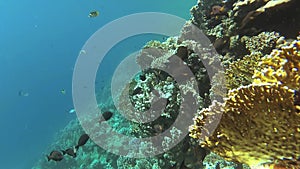 Static video, coral reef in the Red Sea, Abu Dub. Beautiful underwater landscape with tropical fish and corals. Life coral reef.