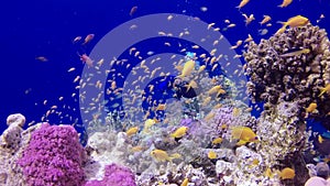 Static video, coral reef in the Red Sea, Abu Dub. Beautiful underwater landscape with tropical fish and corals. Life coral reef.