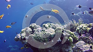 Static video, coral reef in the Red Sea, Abu Dub. Beautiful underwater landscape with tropical fish and corals. Life coral reef.