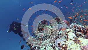 Static video, divers and coral reef in the Red Sea, Abu Dubb. Beautiful underwater landscape with tropical fish and corals.