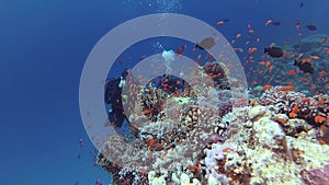 Static video, divers and coral reef in the Red Sea, Abu Dubb. Beautiful underwater landscape with tropical fish and corals. Life