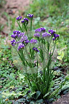 Césped o corto el vivió perenne planta pequeno corto papel grupos de azul sobre el púrpura blanco abrir 