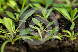 Statice seedlings in soil blocks. Soil blocking.