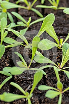 Statice seedlings in soil blocks. Soil blocking is a seed starting technique that relies on planting seeds in cubes of soil.