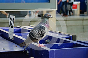 A station pigeon on a buffer stop.