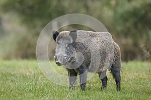 Stationary wild boar