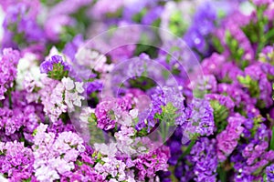 Statis dried flowers