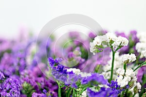 Statis dried flowers