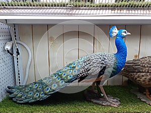 Statuary peacock