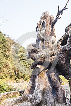 The statue of the ancient tree