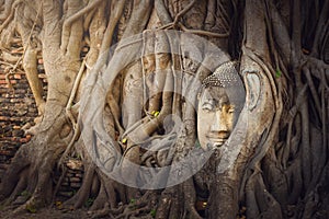 Statue of Buddha head hidden in the tree roots at Wat Maha That Ayutthaya of Thailand., Monastery historical park Ayutthaya.,
