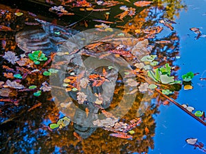 Statue of Buddha in a lake in November