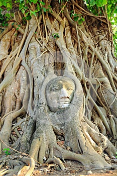 Statue of Buddha`s head in the root of large tree